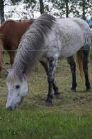 Horses on Pasture Eating Grass photo