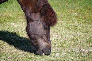 oscuro marrón caballo en pasto comiendo césped - de cerca en cabeza foto