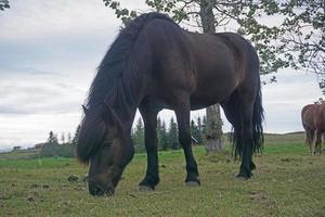 Horse on Pasture Eating Grass photo