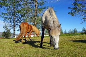 Horses on Pasture Eating Grass photo