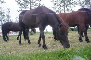 Horses Eating Grass on Pasture photo