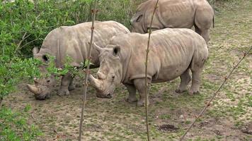 Southern white rhinoceros Ceratotherium simum simum. Critically endangered animal species. photo