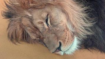 Barbary lion Panthera leo leo. Sleeping lion photo