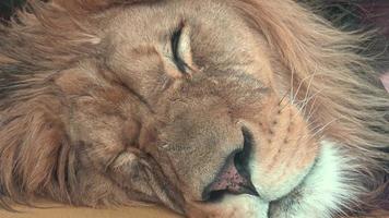 Barbary lion Panthera leo leo. Sleeping lion photo