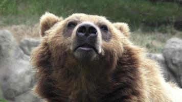Kamchatka marrón oso ursus arctos beringiano foto