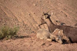 Resting Family of Bighorn Sheep in the Badlands photo