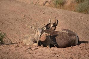 Baby Bighorn Sheep Resting with His Mother photo