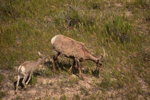 Meandering Pair of Bighorn Sheep in the Badlands photo