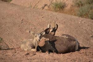 Resting Pair of Bighorn Sheep in the Badlands photo