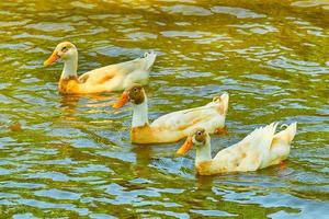 Three ducks swimming on a Georgia pond in the morning hours photo