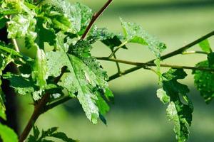 Dew in early morning sunlight on white mulberry leaf photo