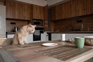 beautiful arrogant red domestic cat steals food from the table in the kitchen in the absence of people photo