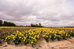 Field of sunflowers photo