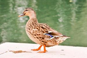 Pato cerca el estanque foto