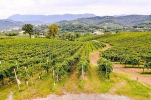 viñedo en el campo foto