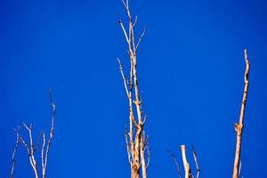 Barren tree branches photo