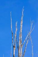 Barren tree branches photo