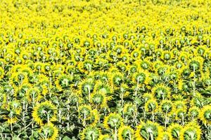 Sunflower field in summer photo