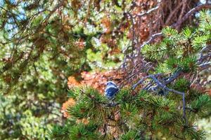 Canada jay perched in the pine trees along the Yellowstone River on a sunny Autumn day photo