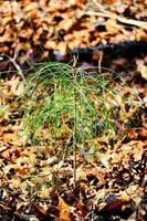 A pine tree seedling sprouts from the ground amongst a bed of dried leaves photo