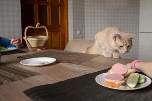 un descarado hermosa rojo gato con su familia se sienta a el mesa en el cocina durante almuerzo y come humano alimento, él quiere a robar el salchicha desde el lámina. foto