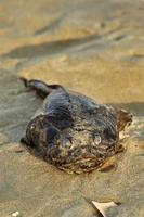 A washed ashore black fish on a sunny Myrtle Beach morning photo