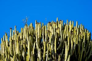 Tall Cacti plants photo