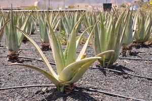 Field of succulent plants photo