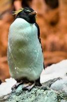 Penguin perched on the rock photo