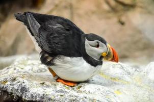 Puffin bird perched on the rock photo