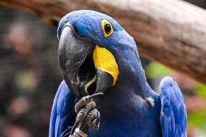 Blue macaw bird photo