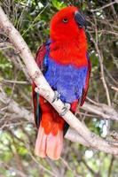 Red and blue parrot photo