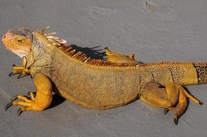 Iguana lizard basking photo