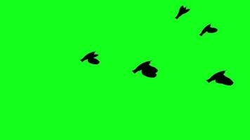 pássaros voando tela verde vídeo grátis video
