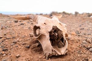 Ram skull in the sand photo