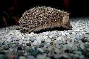 Cute spiky hedgehog photo