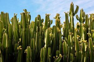 verde cactus plantas foto