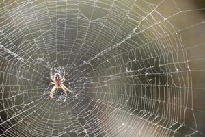 Spider in the web photo