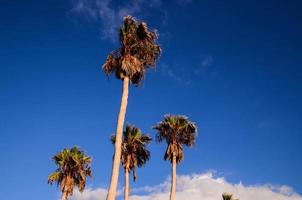 Tall palm trees photo