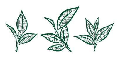 hojas de té verde. dibujado a mano, vectorial. vector