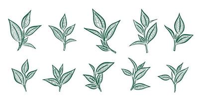 Green tea leaves. Hand drawn, vector. vector