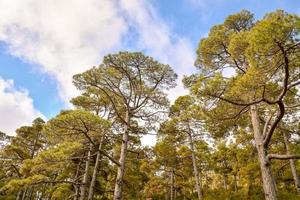 Scenic forest landscape photo