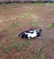 Two cats lying on ground photo