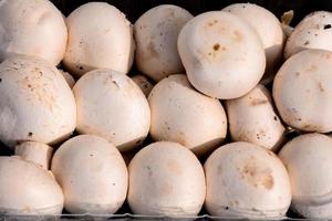 White button mushrooms photo