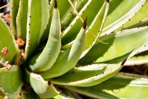 Close-up of flourishing plant life photo