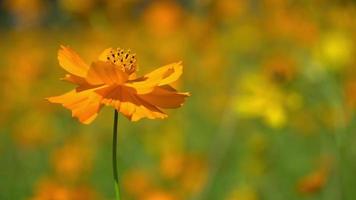 beautiful yellow cosmos flower field.. video