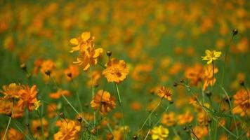 beautiful yellow cosmos flower field.. video