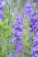 Seed Pods and Delphinium Blossoms in a Garden photo