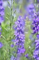 Garden with Flowering Purple Larkspurs Blooming in the Summer photo