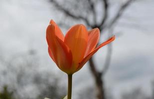 ligero naranja tulipán floreciente y floración en un jardín foto